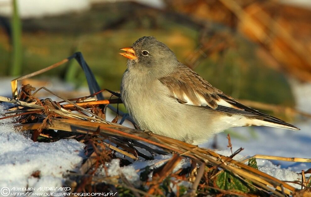 White-winged Snowfinch