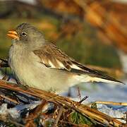 White-winged Snowfinch