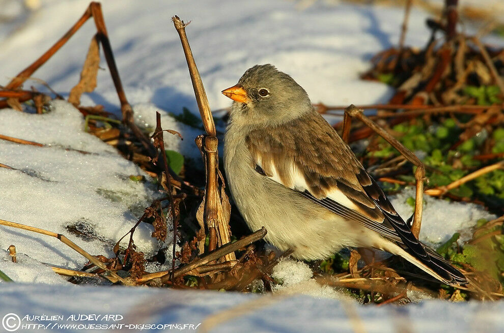 White-winged Snowfinch