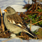 White-winged Snowfinch