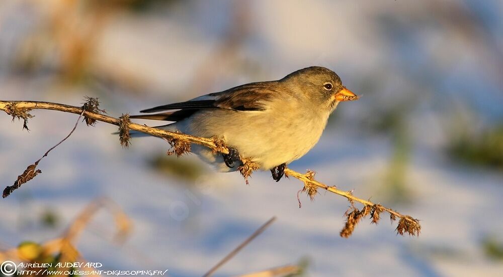 White-winged Snowfinch