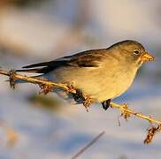 White-winged Snowfinch