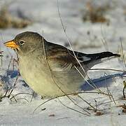 White-winged Snowfinch