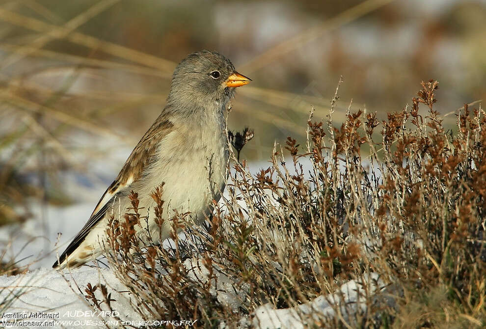 White-winged SnowfinchFirst year, identification