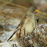 White-winged Snowfinch