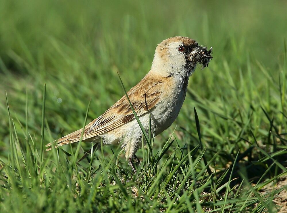 Pere David's Snowfinchadult breeding, feeding habits, Reproduction-nesting, Behaviour