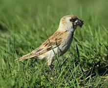 Pere David's Snowfinch