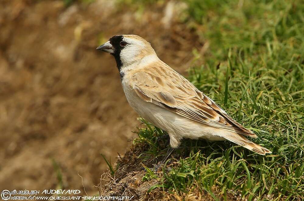 Pere David's Snowfinch male adult, identification