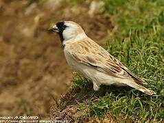 Pere David's Snowfinch