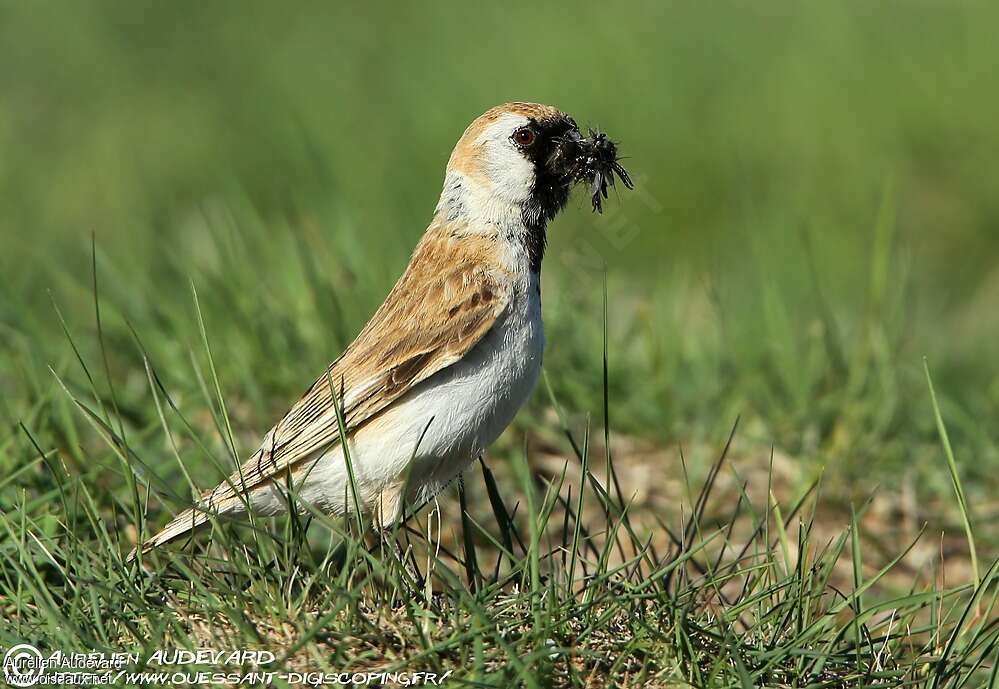 Pere David's Snowfinch male adult breeding