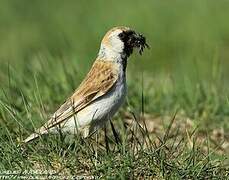 Pere David's Snowfinch