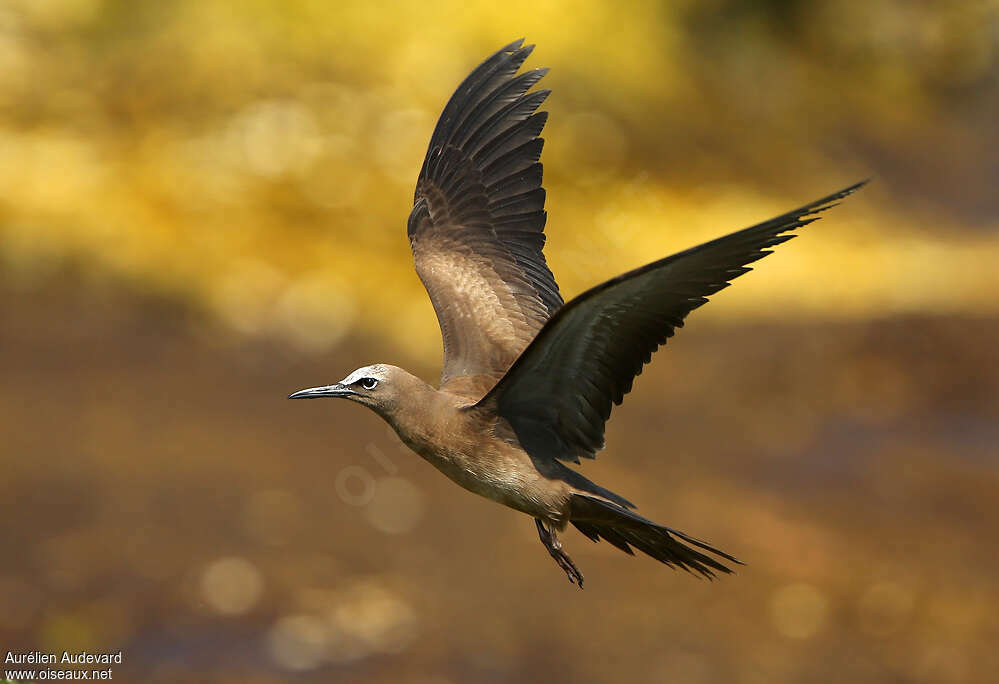 Brown Noddy, Flight