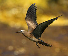 Brown Noddy