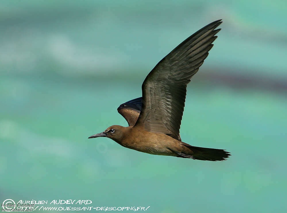 Brown Noddyjuvenile, Flight