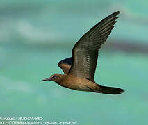 Brown Noddy