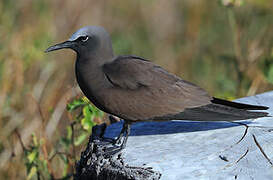 Brown Noddy