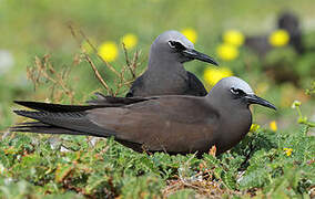 Brown Noddy