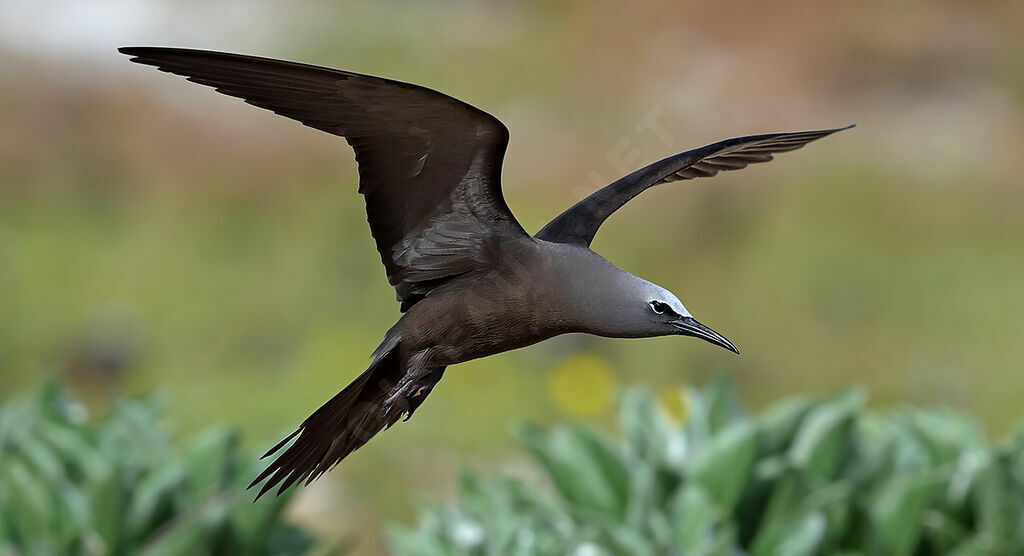 Brown Noddyadult, Flight