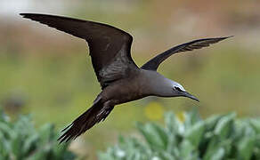 Brown Noddy