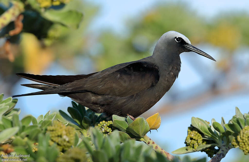 Black Noddyadult, identification