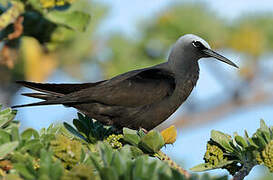 Black Noddy