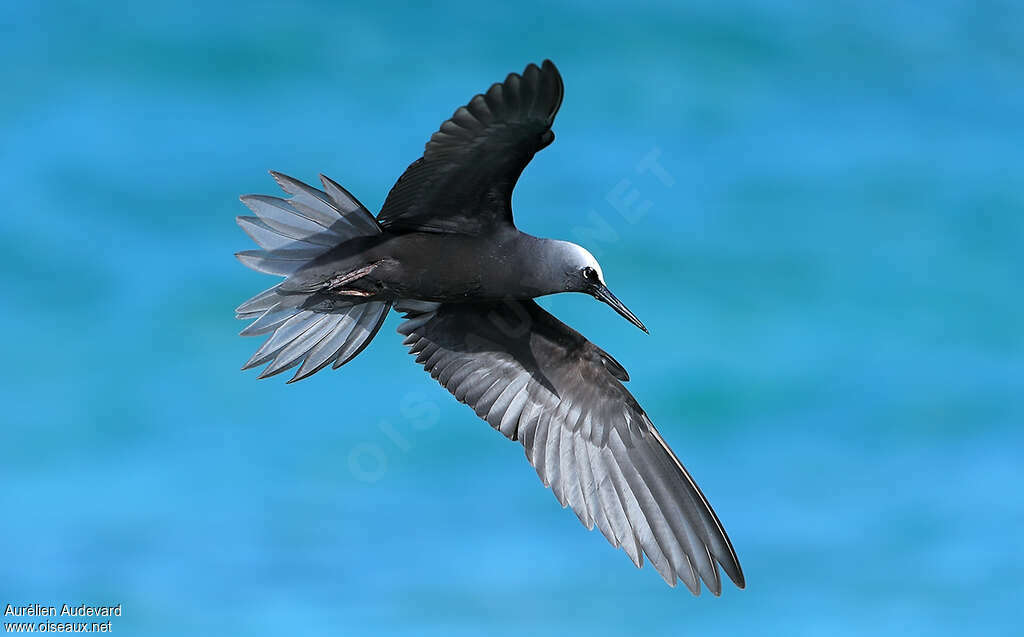 Black Noddyadult, Flight