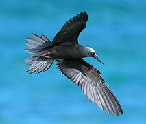 Black Noddy