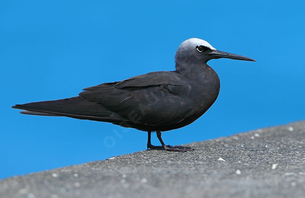 Black Noddy, identification