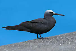 Black Noddy