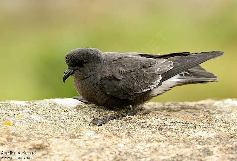 European Storm Petreljuvenile, identification