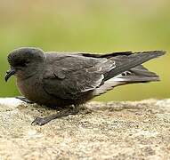 European Storm Petrel