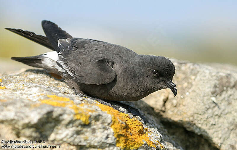 European Storm Petreladult, close-up portrait