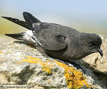 European Storm Petrel