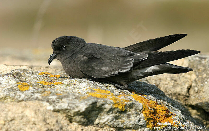 European Storm Petreljuvenile