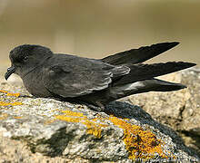 European Storm Petrel