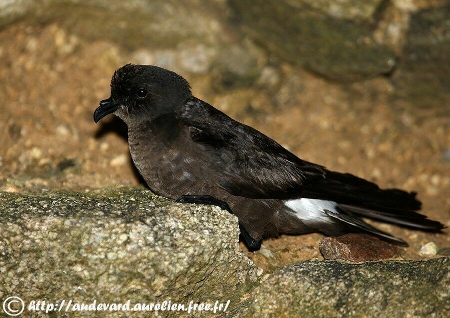 European Storm Petrel female adult breeding