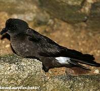 European Storm Petrel