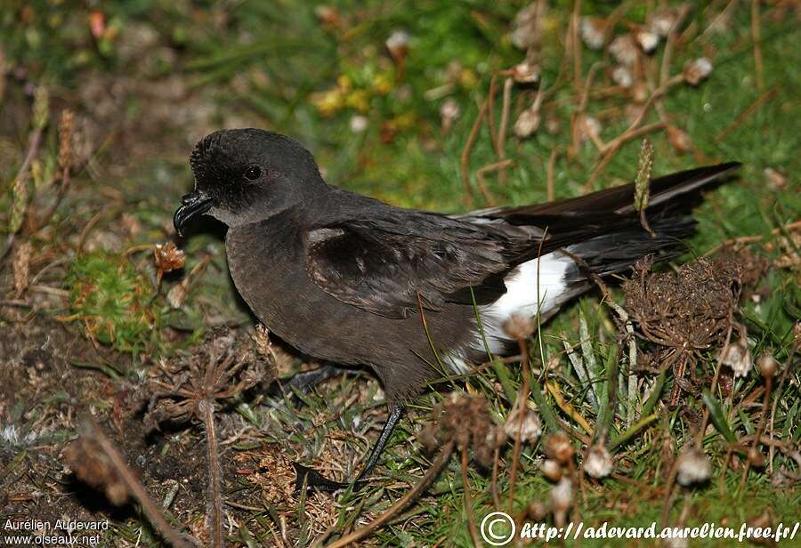 European Storm Petreladult breeding, identification