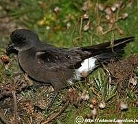 European Storm Petrel