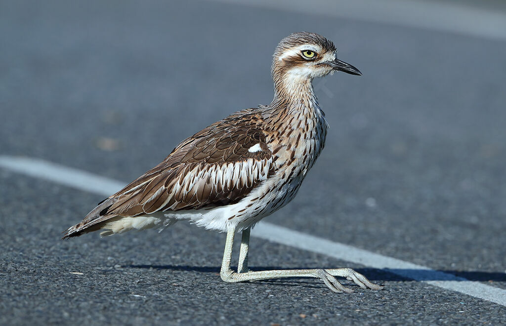 Bush Stone-curlew, identification