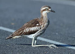 Bush Stone-curlew