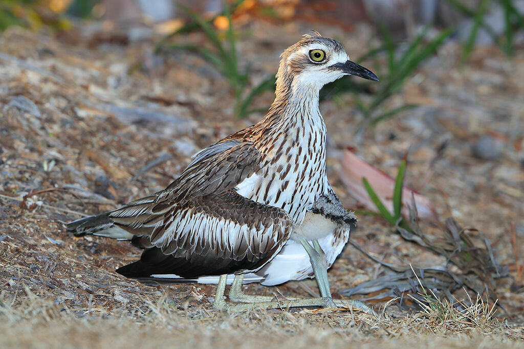 Bush Stone-curlewadult, identification, Reproduction-nesting