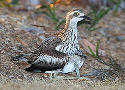 Bush Stone-curlew