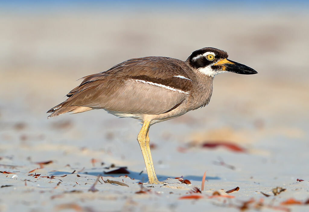 Beach Stone-curlewadult breeding, identification