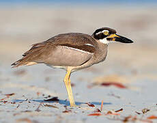 Beach Stone-curlew