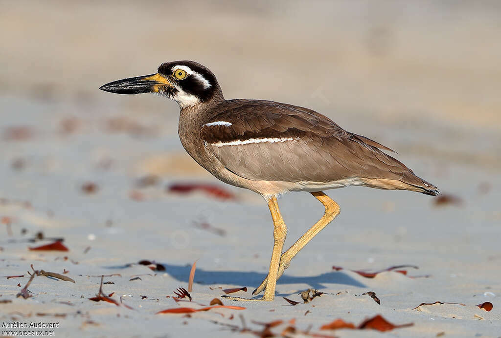 Beach Stone-curlewadult breeding, identification