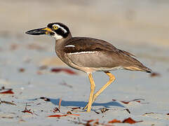 Beach Stone-curlew