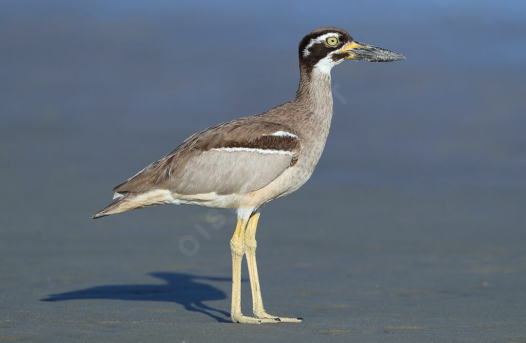 Beach Stone-curlewadult, identification