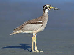 Beach Stone-curlew