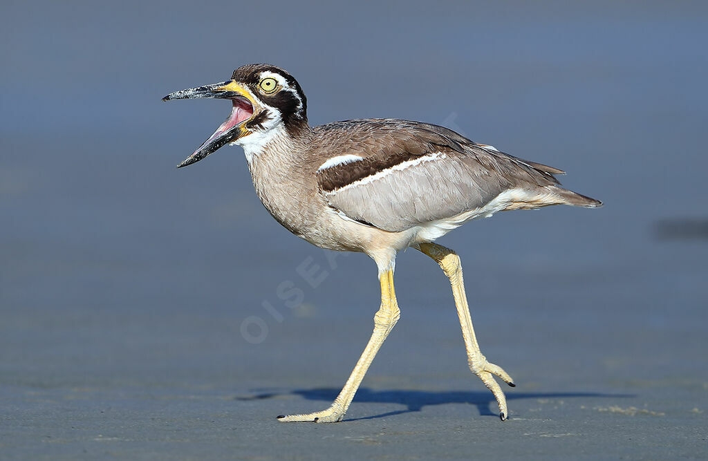 Beach Stone-curlewadult